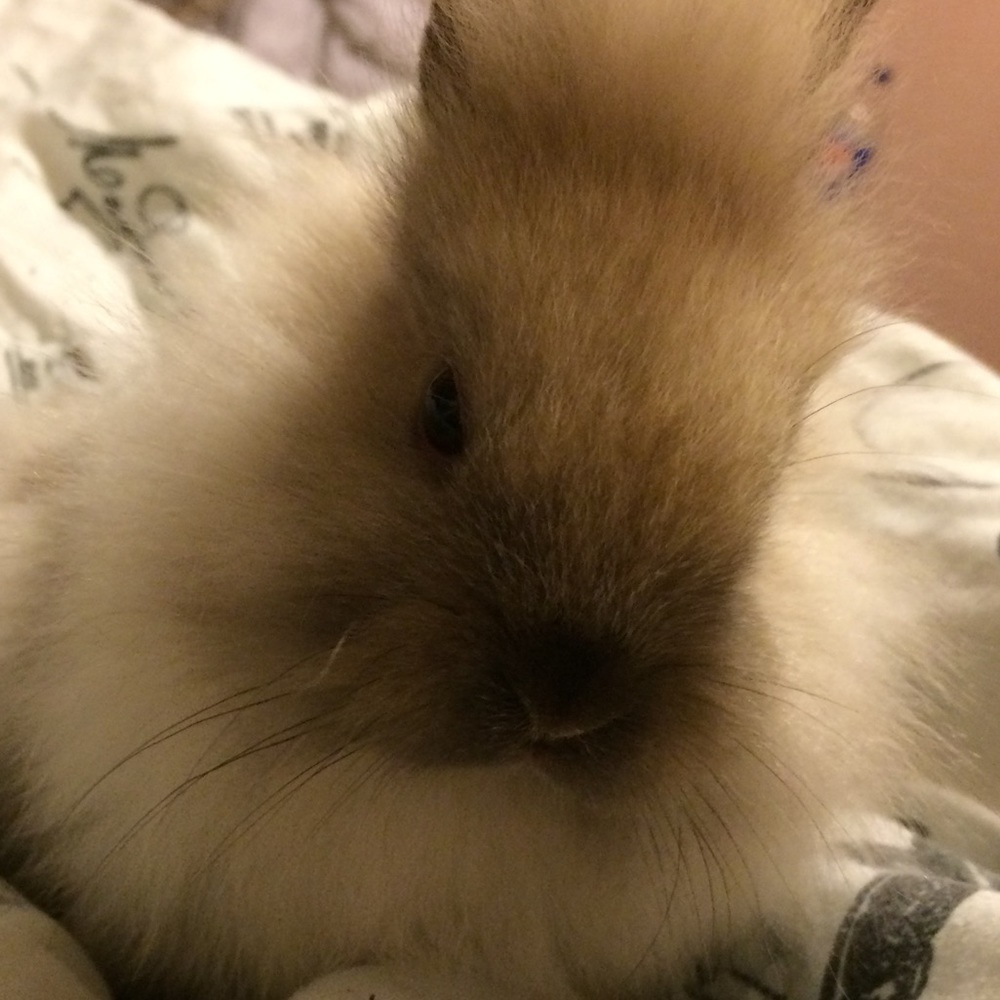 Meet your Posher, Christiana